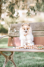 Load image into Gallery viewer, 'mango' collar