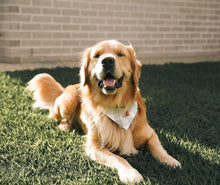 Load image into Gallery viewer, 'mint' bandana