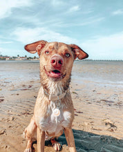 Load image into Gallery viewer, 'charlie' collar