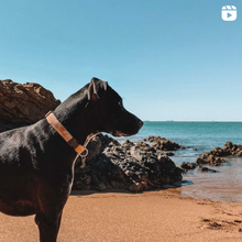 Load image into Gallery viewer, 'amber' lead