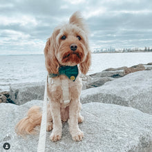 Load image into Gallery viewer, 'beige' lead