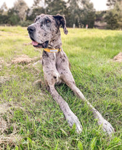 Load image into Gallery viewer, 'antique' collar