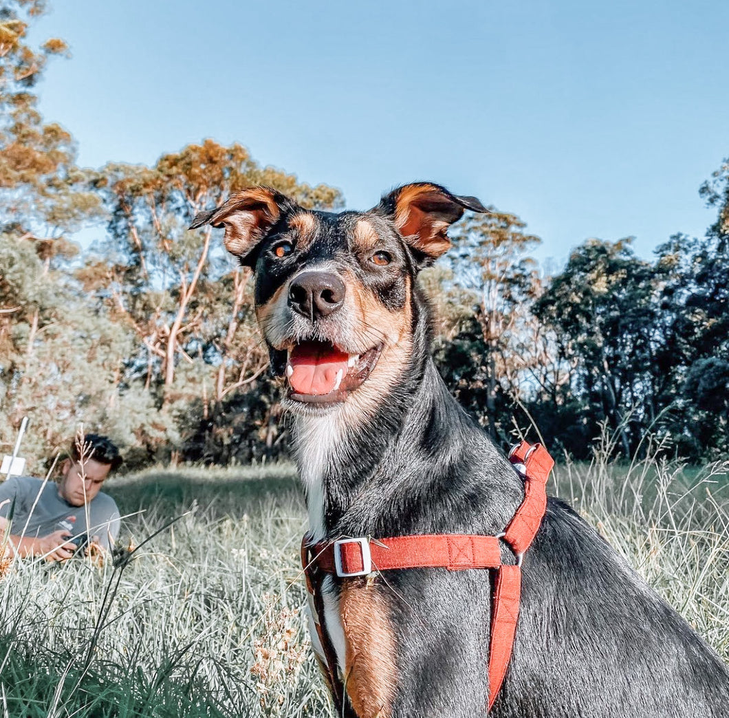 'raspberry' harness