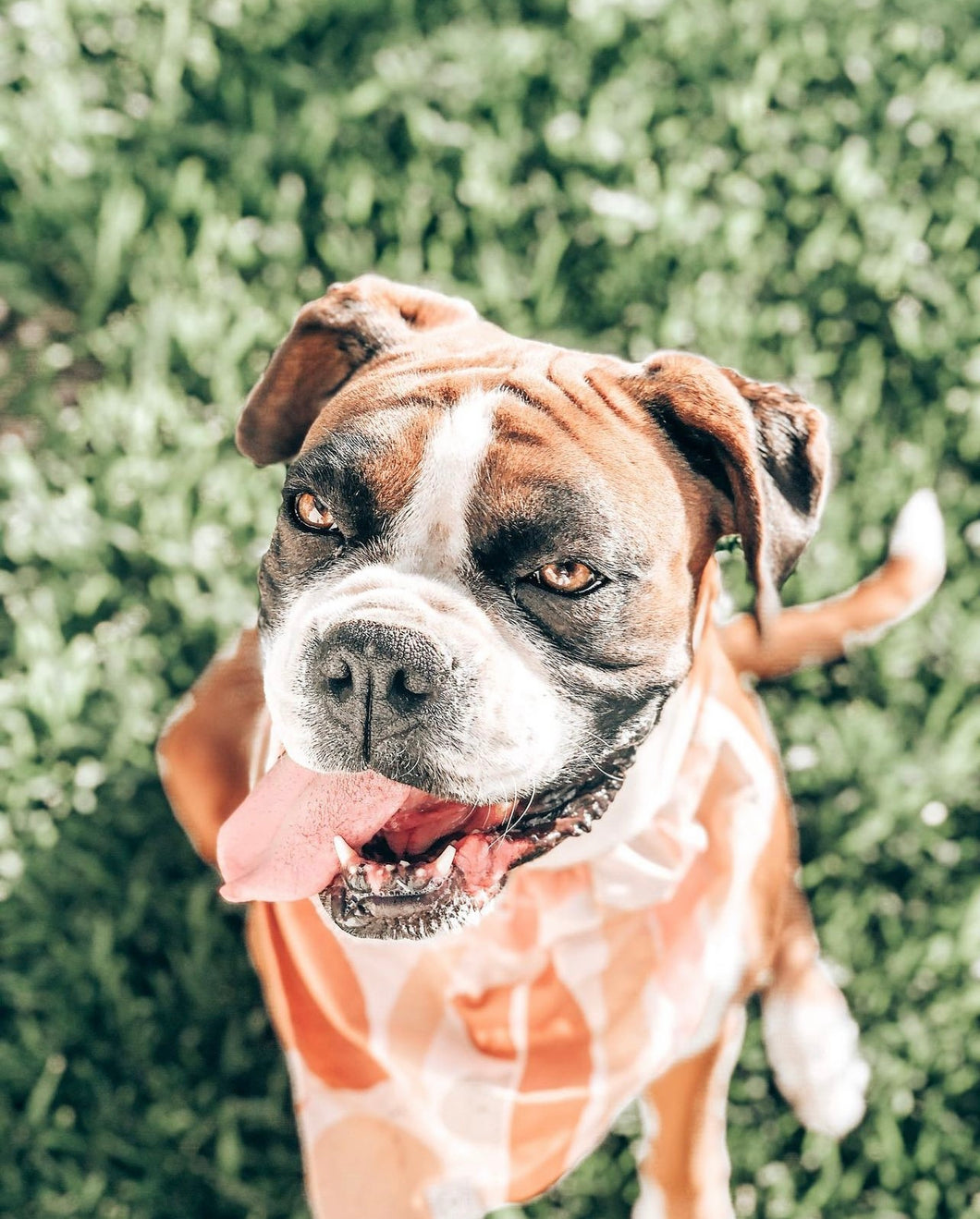 'amber' bandana