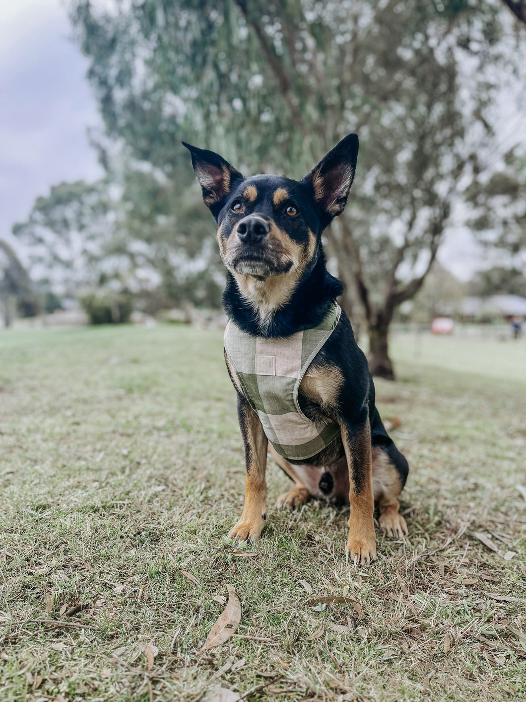 'lenny' chest harness