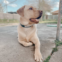 Load image into Gallery viewer, &#39;bond&#39; collar
