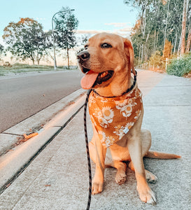 'asha' bandana