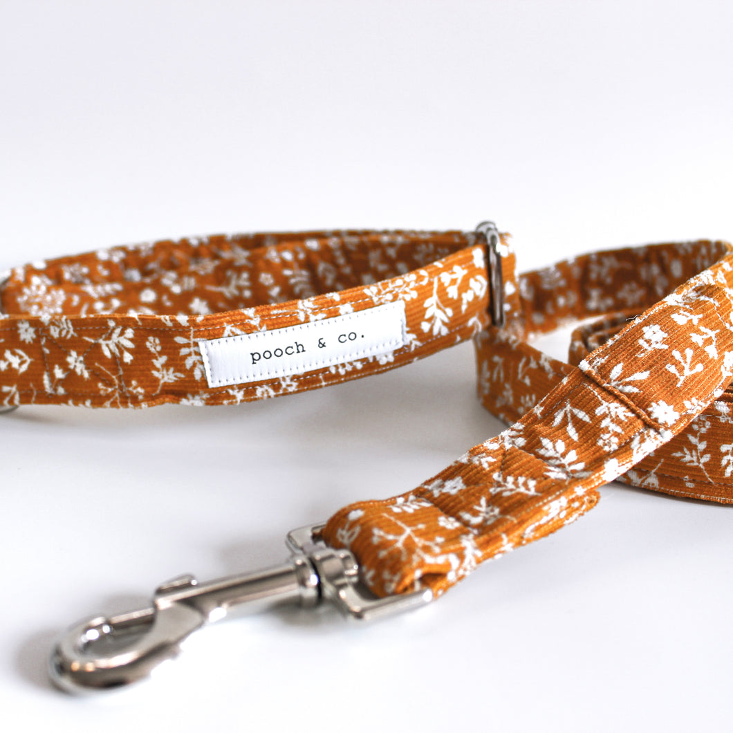 'monty' collar