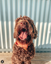 Load image into Gallery viewer, &#39;burnt orange&#39; bow
