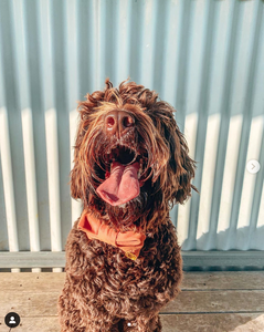 'burnt orange' collar